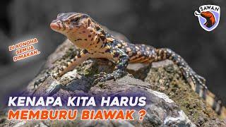 KENAPA KITA HARUS MEMBURU BIAWAK? (varanus salvator) #SAWAN