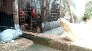 CAT VS RABBIT FIGHT 