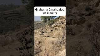 JOVEN GRABO A 2 NAHUALES REALES EN EL CERRO |Exploración Urbana