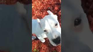 DOGO ARGENTINO PUPPY AND A GRUMPY FRENCHIE