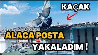 GELEN KACAK ALACA POSTA GÜVERCİNİ ÖRP İLE YAKALADIM  !