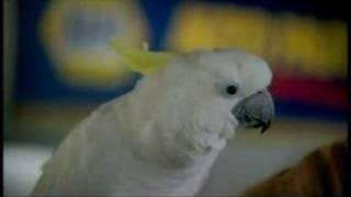 Napa #55 Michael Waltrip Talking Parrot TV Commercial 30s