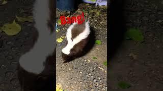 Skunks Don't Like Loud Noise #shorts #skunks #wildlife #noise