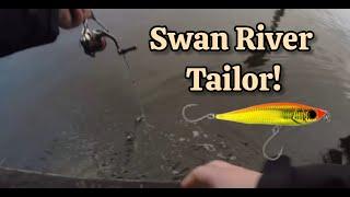 Big Swan River Tailor!! Lure for Overcast Conditions