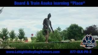 Asuka learning the "Place" Command ||| Lehigh Valley Dog Trainers: Off Leash K9 Training