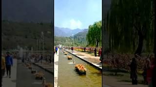 Beautiful Views of Asia's biggest Tulip Garden #jannat #gulzar #kashmir #trending #youtube #videos