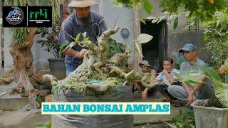 BONSAI AMPLAS JADI BONSAI IDAMAN