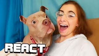 React: Best Dog Videos of the Decade