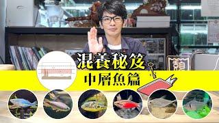 魚缸室友怎麼選? 新手養魚 混養必看秘笈【中層魚篇】