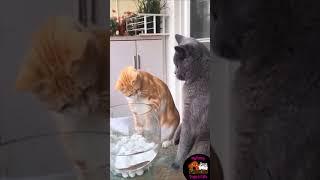 Funniest Cat Don'T Try To Hold Back Laughter Funny Cats #shorts - MFDAC-A045