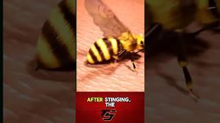 It turns out that bees will die after stinging humans. #bee #viral #shortsviral #youtubeshorts