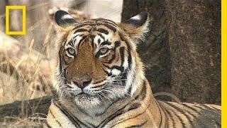 Can India's Tigers and Tourists Get Along? | National Geographic