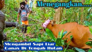 Menegangkan Menangkap Sapi Liar Ganas Di Tengah Hutan