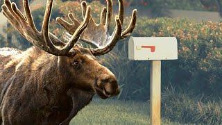 Moose Mail Day | Treasures In The Mail!