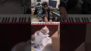 orcatstra