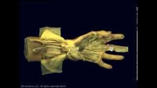 Hand by 4D Anatomy