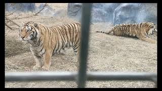 Tigers in Dongbei, China 东北虎林园实拍，近距离感受猛虎