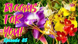 Orchid Updates | Orchid Bloom Dedications | Orchid Blooms for YOU! Episode 85  #ninjaorchids