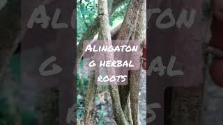 Lupluppiit (Alingatong)herbal roots