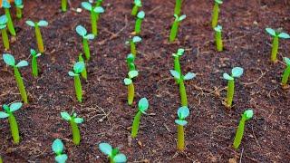 Adenium Seeds | 100% Germination | Secret of growing Adenium Seed | How to Grow Adenium Seeds | اردو