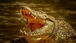 Unveiling the Secrets of the Crocodile: Nature's Ancient Predator with Soothing Sounds 4K