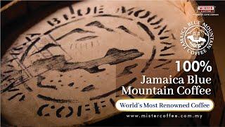 [Mister Coffee] Jamaica Blue Mountain Coffee Bean from Wallenford Estate - Teaser Barrel B-Roll