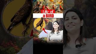 Life of a bird ️#neetbiology #neet2025 #riturattewal #bird #lifeofbird