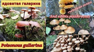 Как отличить ядовитую галерину от съедобных  опят Poisonous galley bordered and edible mushrooms