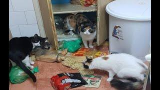  Who made the mess?!  Funny video with cats and kittens for a good mood! 