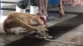 Mexican slaughterhouses - An investigation by Animal Equality