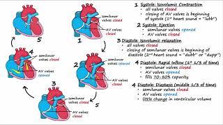 Cardiac Cycle