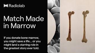 Match Made in Marrow | Radiolab Podcast