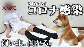 【コロナに感染しました。】40℃の高熱で倒れる飼い主を心配する柴犬こまちゃんが可愛すぎました…※復活までの記録※