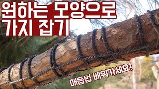 [소나무 개작 1편]겨울에도 부러지지 않는 건강하고 튼튼한 목대 개작 방법! (모든 수종에 적용 가능!)[전원주택 소나무]