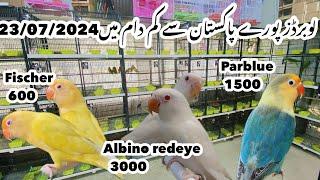Birds market Islamabad Lovebirds ki Ahsan bhai bari offer lga di #lovebirds @Islamabadpets345