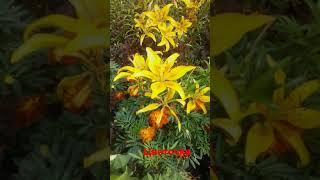 Цветы на клумбе у Храма.