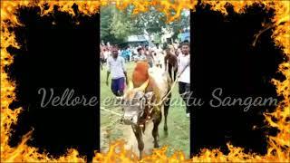 Vellore eruthukattu Status 