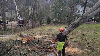 WOOF They Cut Down My Favorite Tree! - Dogwalker 3/5/25