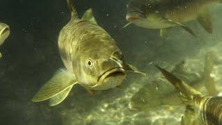 The Largest Carp in the World | Ganges | BBC Earth