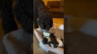 Poodle Dad meeting his Puppies! #fyp #shorts #adorable #cute #puppylove #puppies #poodle #dog