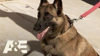 Flipping Vegas: Roxy The Attack Dog (Season 3, Episode 13) | A&E