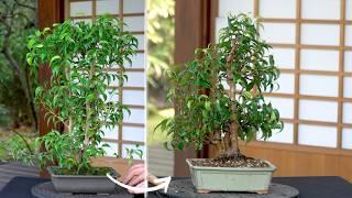 Making a Ficus Bonsai