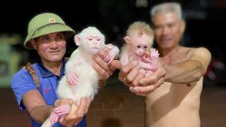 Can Ruby and Grandpa rescue the baby monkey?