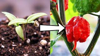 How to Grow Carolina Reapers from Seed to Spicy Harvest!