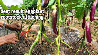 Many rootstock attaching best result our eggplant/ tutorial &tips Gha Agri Tv