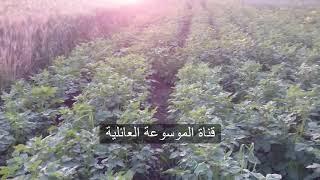A quick glance about the potatoes that were planted in 60 days Follow us
