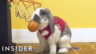 Meet The Bunny That's A Basketball Star