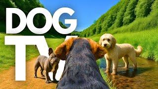 TheDogCam | 10hrs of Calming Virtual Dog Walks Through Scenic Valleys  GoPro DogTV