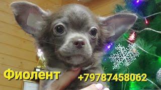 +79787458062 Фиолент Продажа чихуахуа питомник Кастропуло Крым купить щенка #ркф #chihuahua