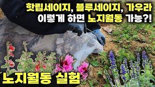 노지월동을 위한 실험 | 핫립세이지, 블루세이지, 가우라 | 이렇게 하면 노지월동 가능할까? | 한랭사, 낙엽, 왕겨 | 강원도 정원